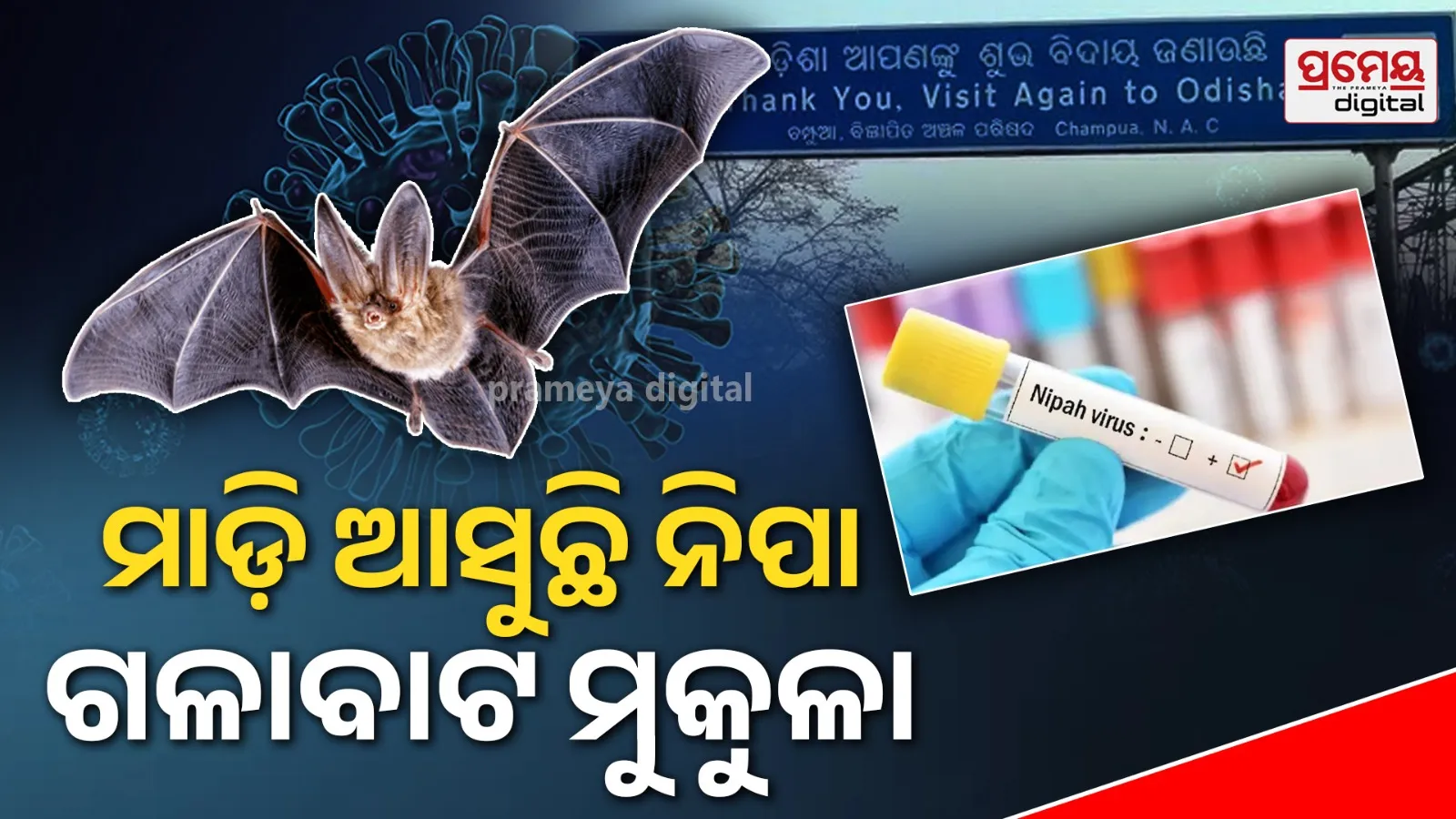 nipah virus