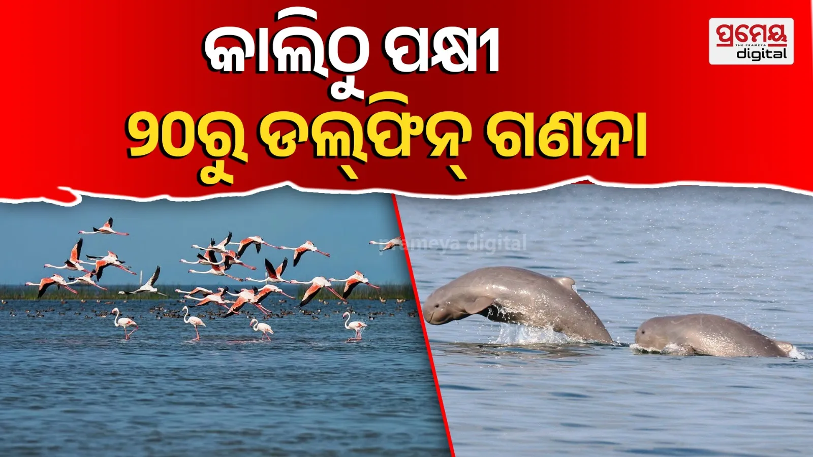 chilika