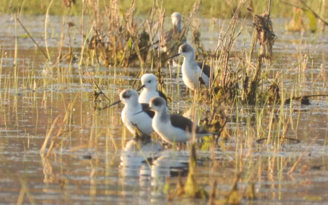 60 species of native and 10 species of exotic birds identified in Malkangiri