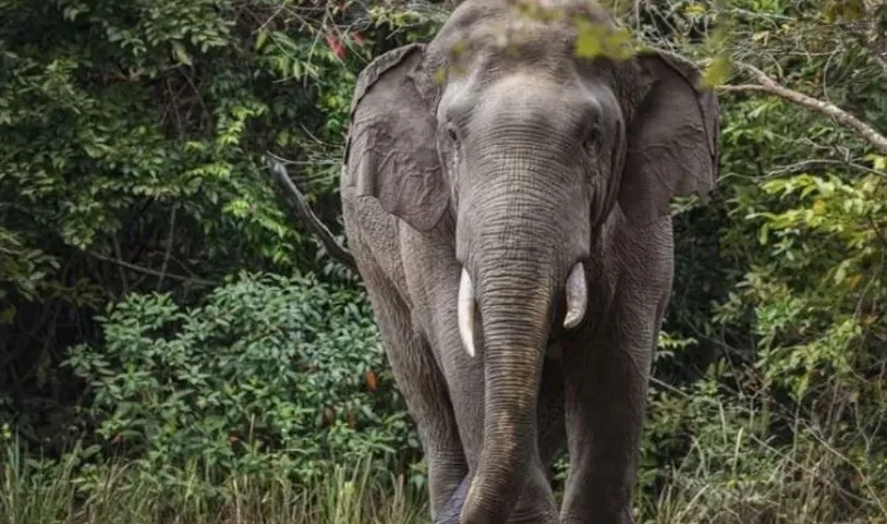 elephant 