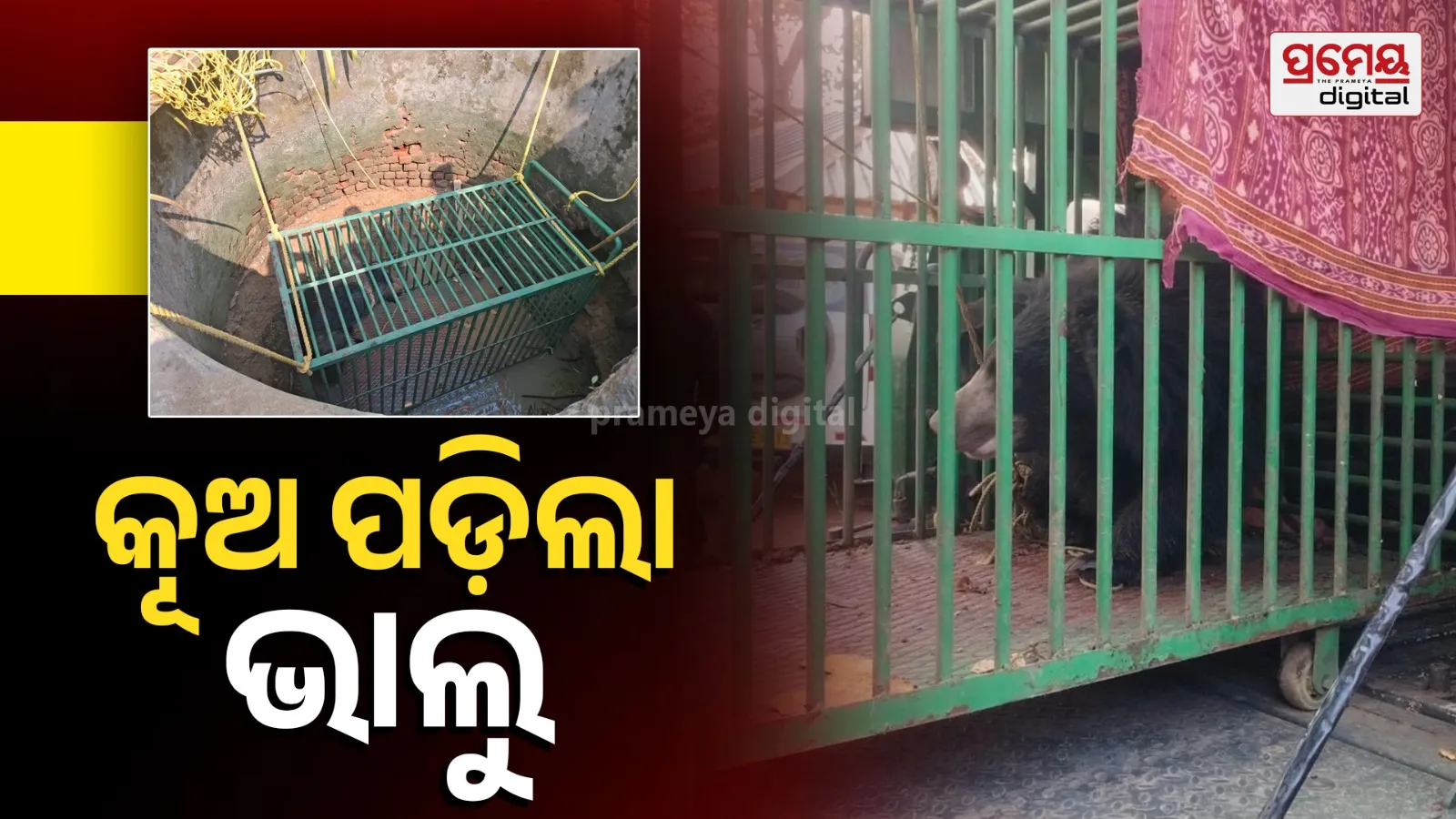 Forest Department rescues bear that fell into well and sends it for treatment