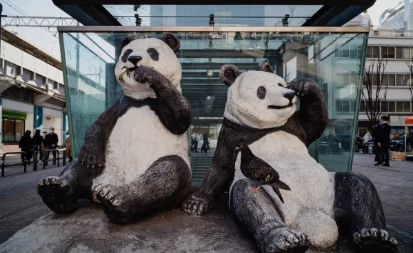 Pandas to Leave Japan After 50 Years Amid China Tensions