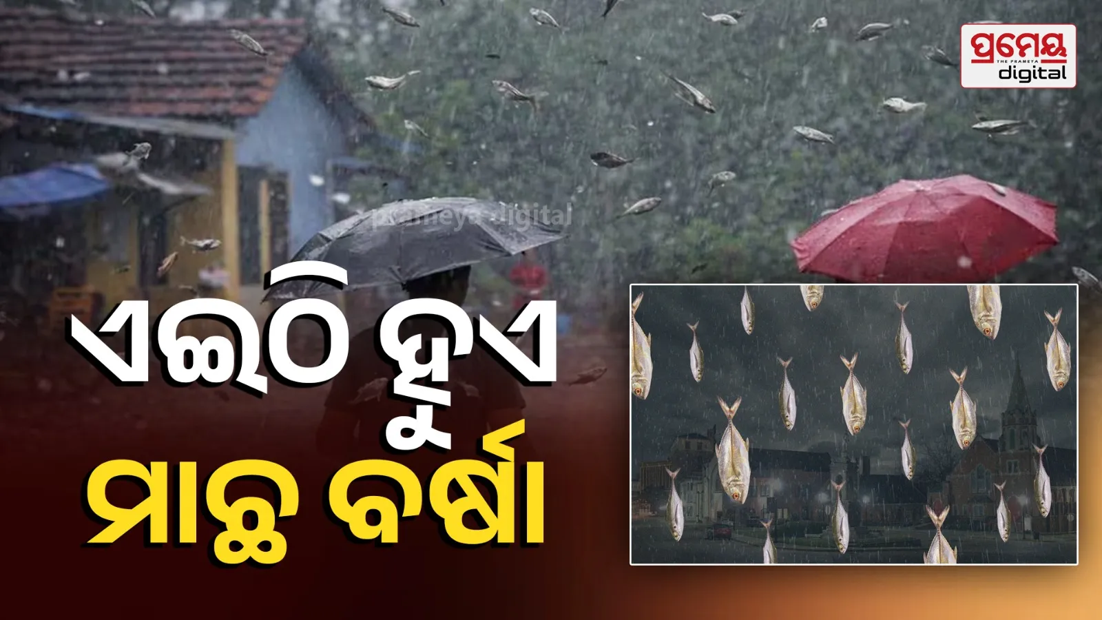 Fish Rain Mystery: Where Fish Fall From the Sky