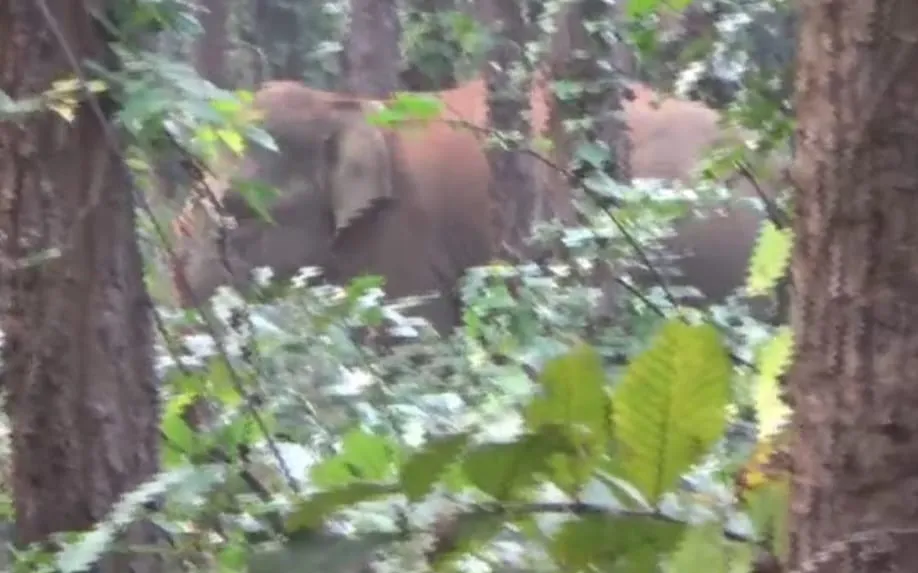 elephant