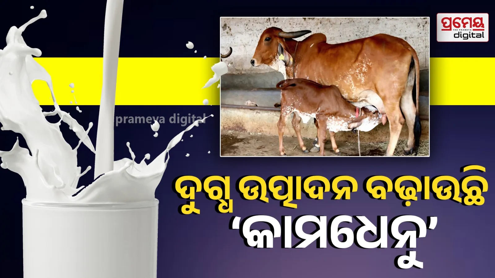 cow