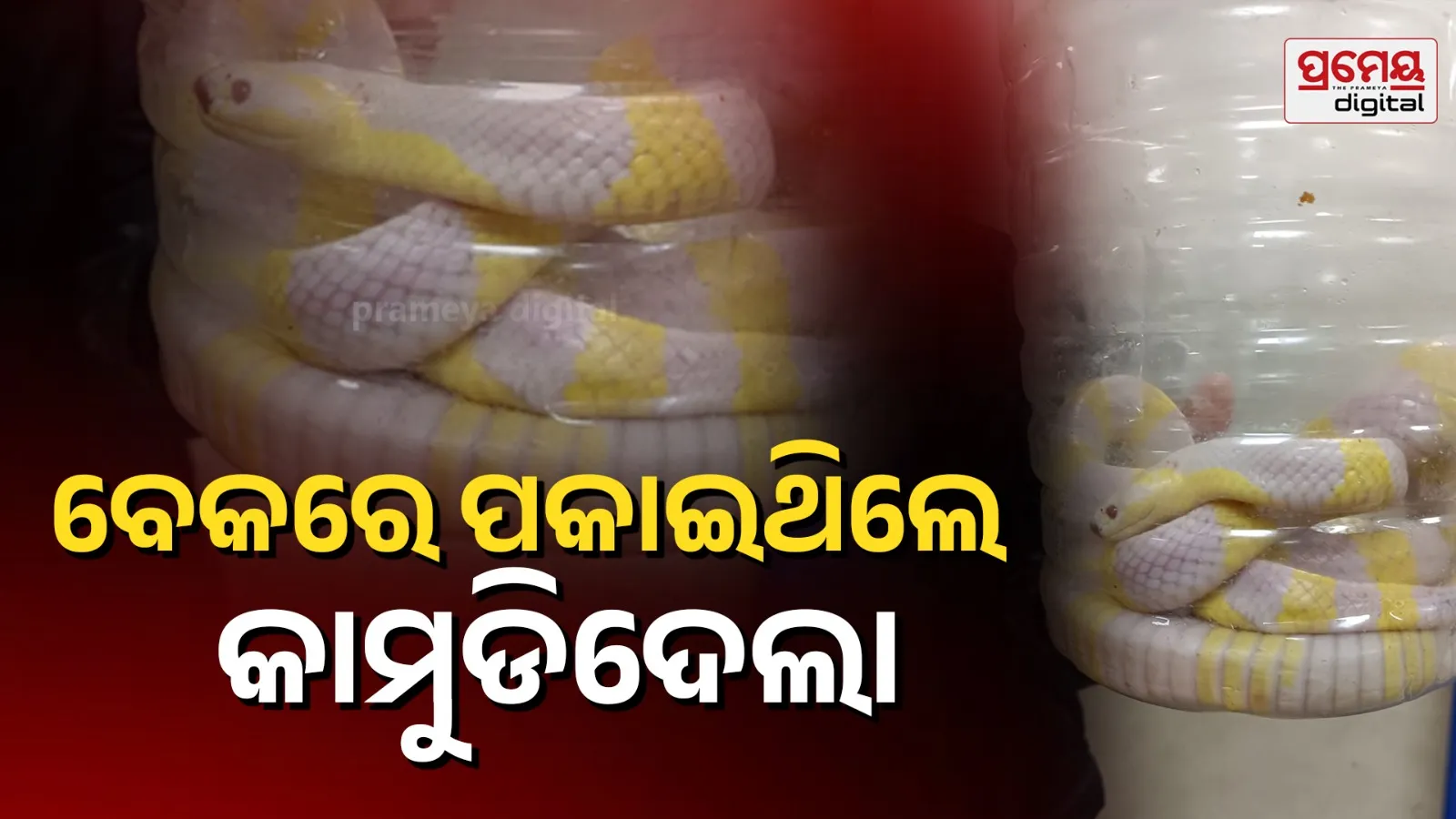 bhadrak