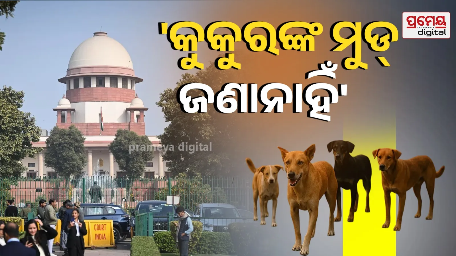 supremecourt on Stray Dogs Case