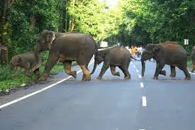 elephant attack