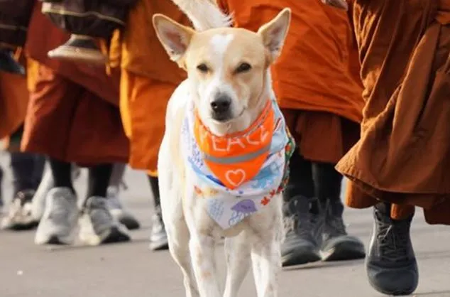 street dog 