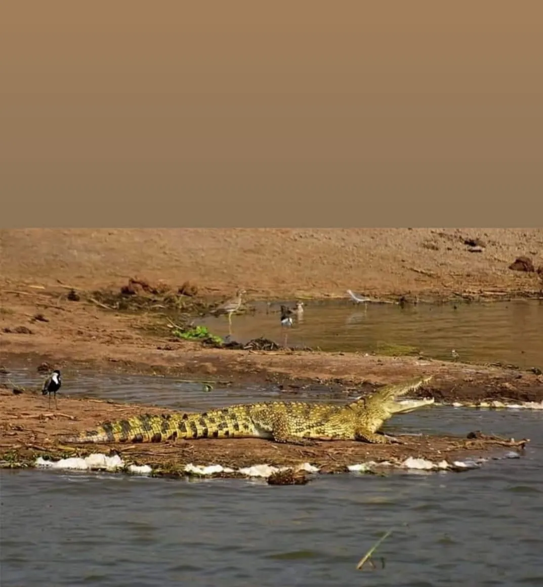 Crocodile count completed in Satkoshia Gand of Mahanadi