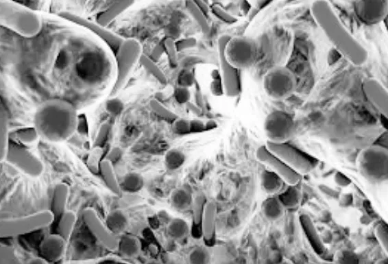 bacteria