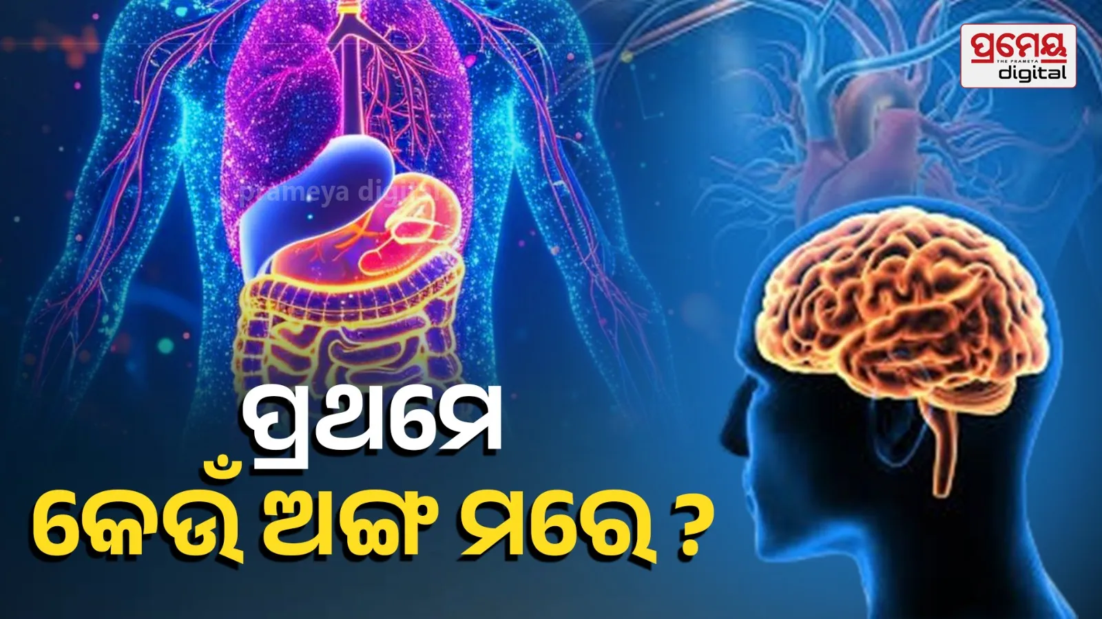 which organs stop working first  after death