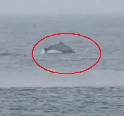 dolphin