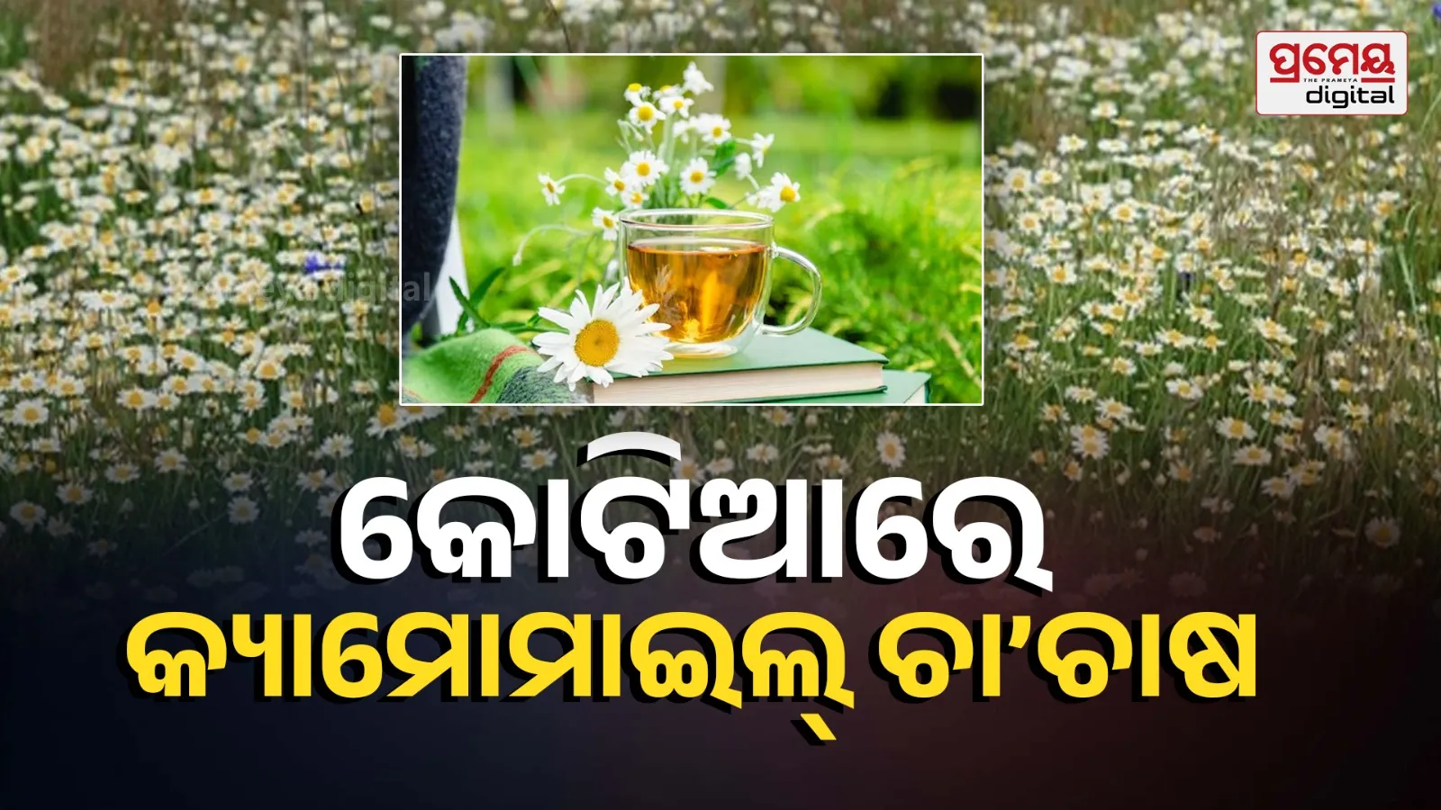 chamomile herbal tea grass