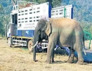 elephant