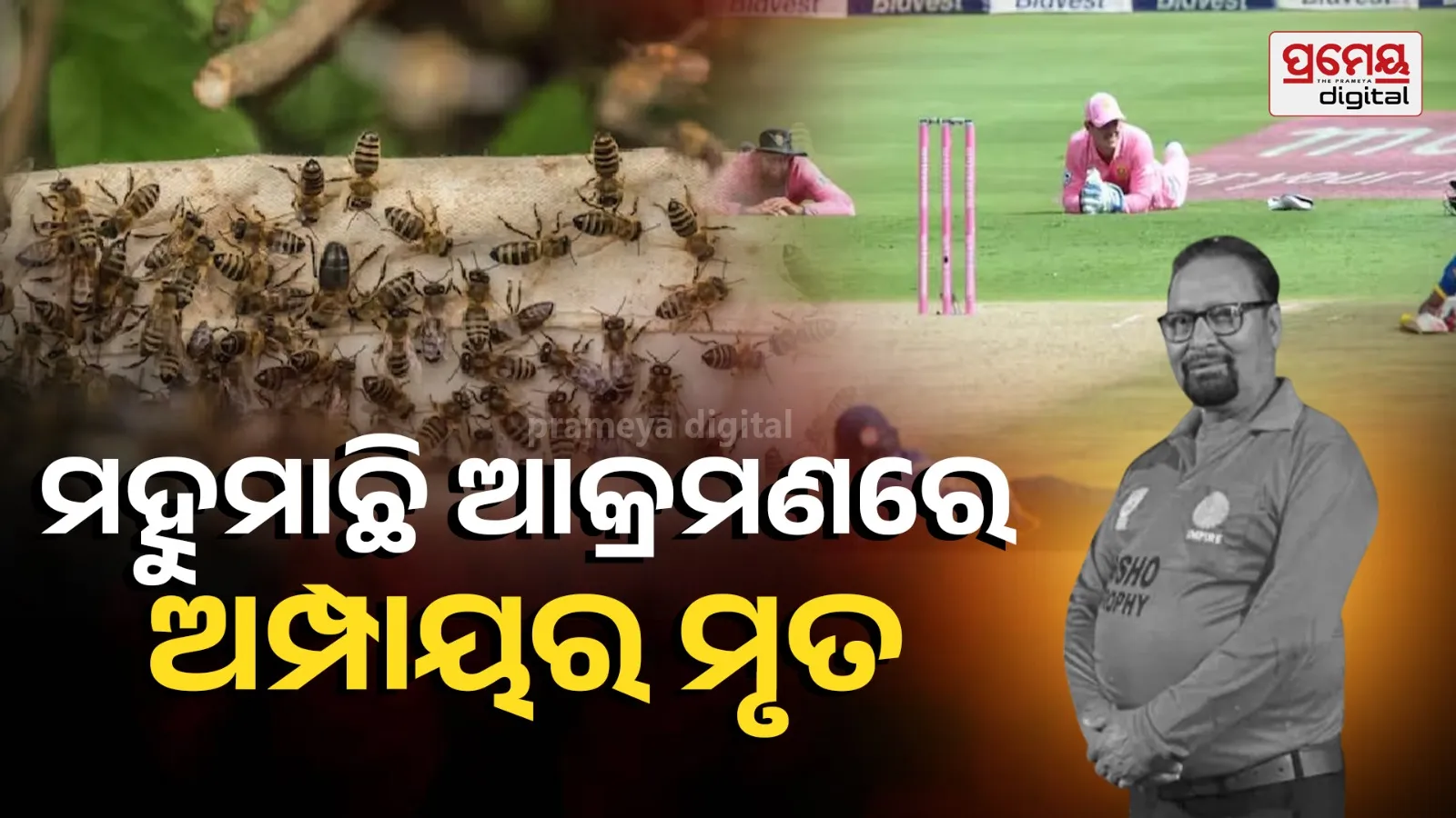 Bees Attack Cricket Match Umpire Dead Players Injured