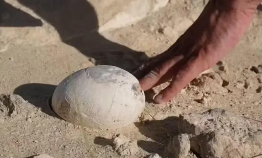 dinosaur egg
