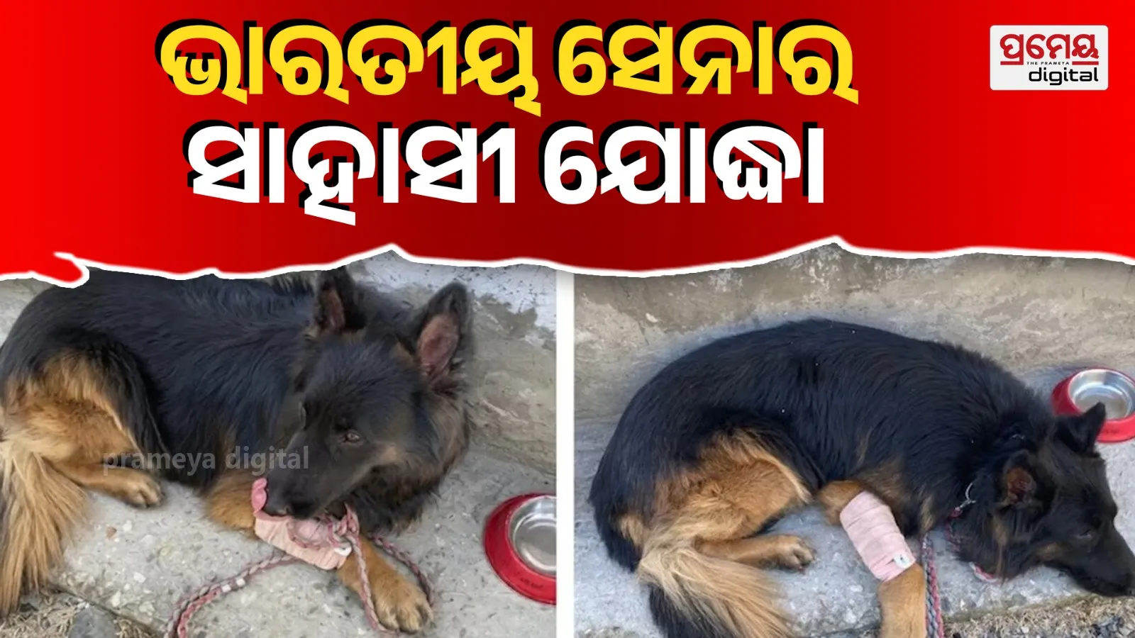 Brave Army Dog Tyson Injured in Kishtwar Encounter with Jaish-e-Mohammad Terrorists
