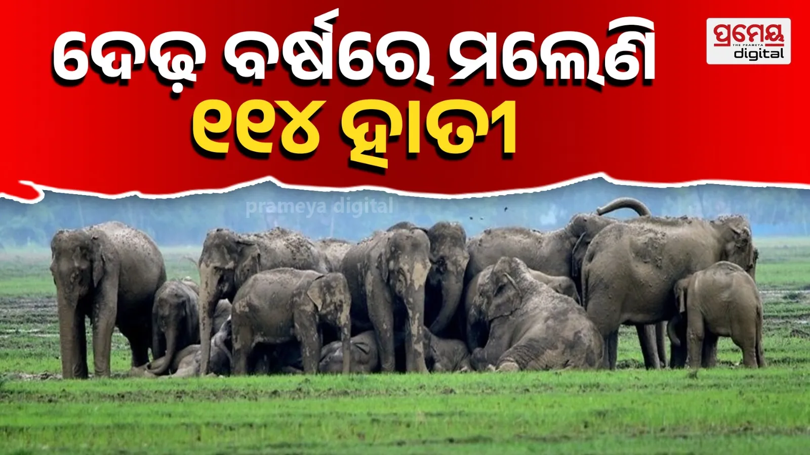 elephant