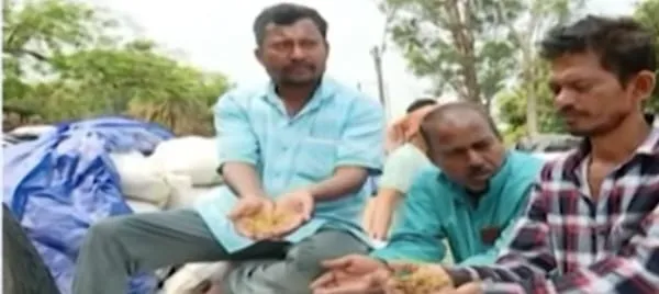 Unseasonal rains have drenched paddy stocks in agricultural markets 