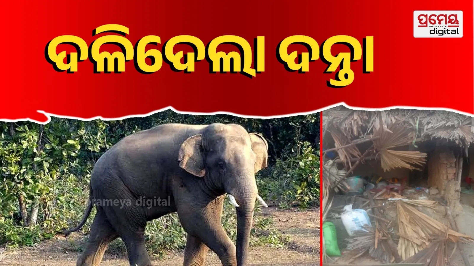 elephant