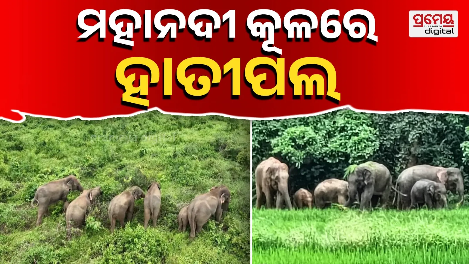 Bal Singa Mahanadi Kula