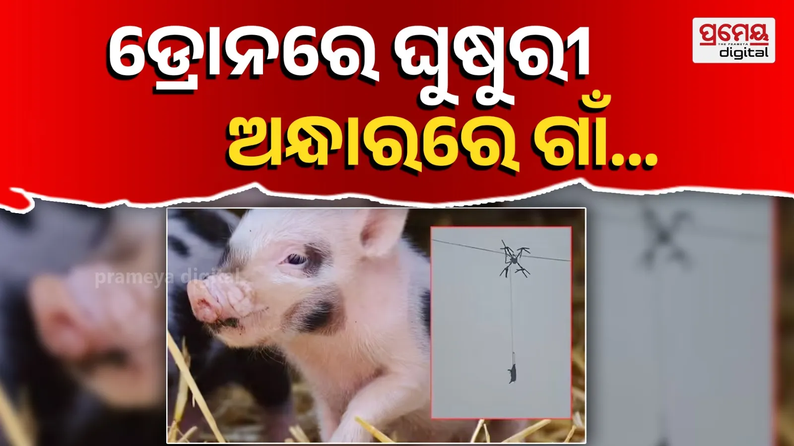 pig