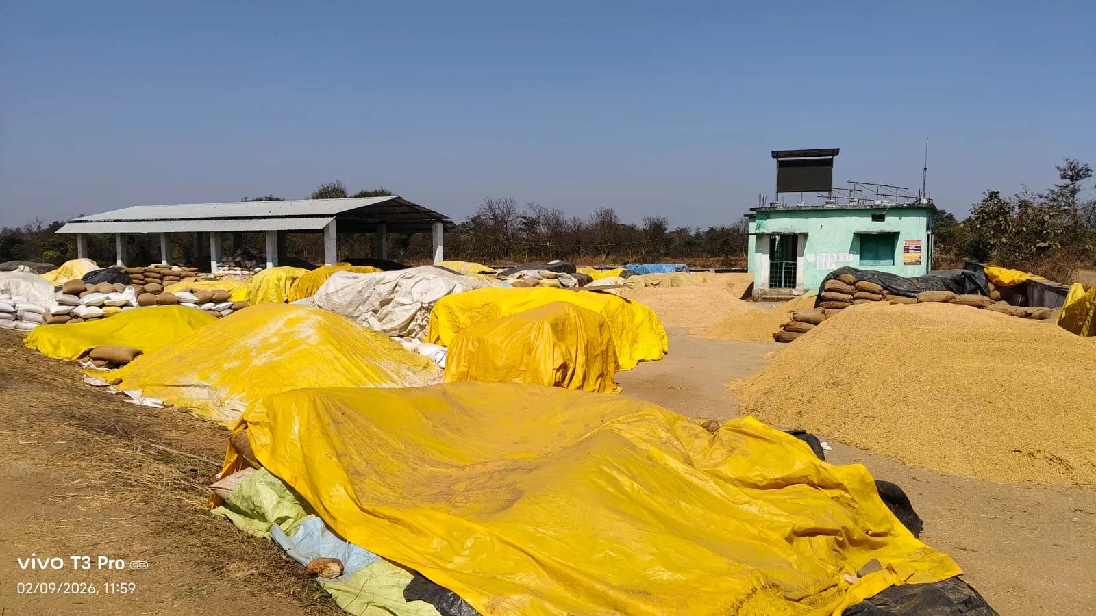 Market Security vs Rabi Sowing: Farmers Caught in a Critical Dilemma