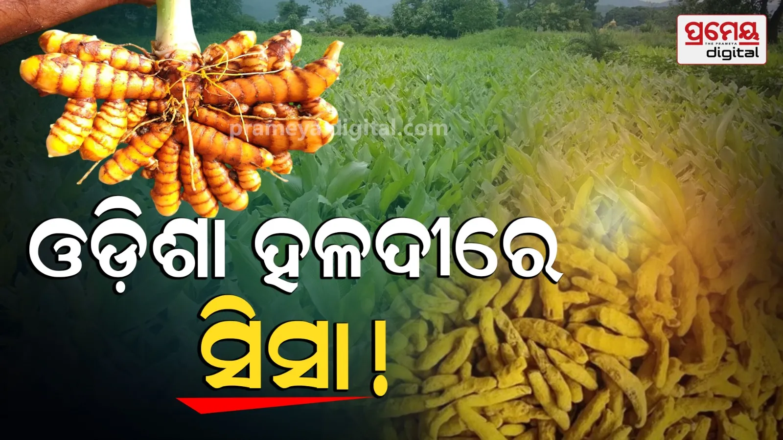 Turmeric