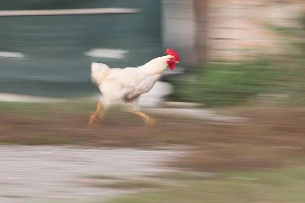 hen