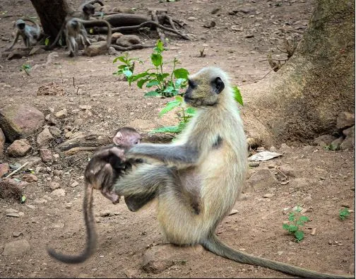 monkey