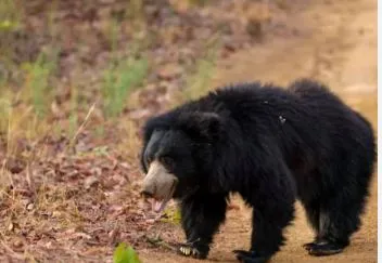 old man  injured in bear attack