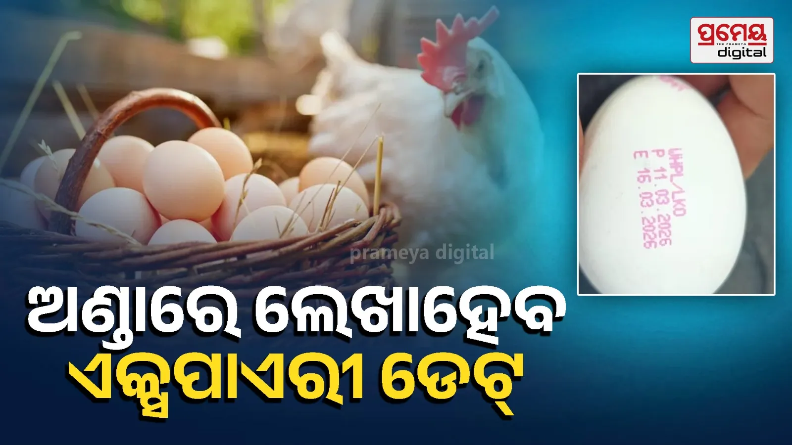 egg