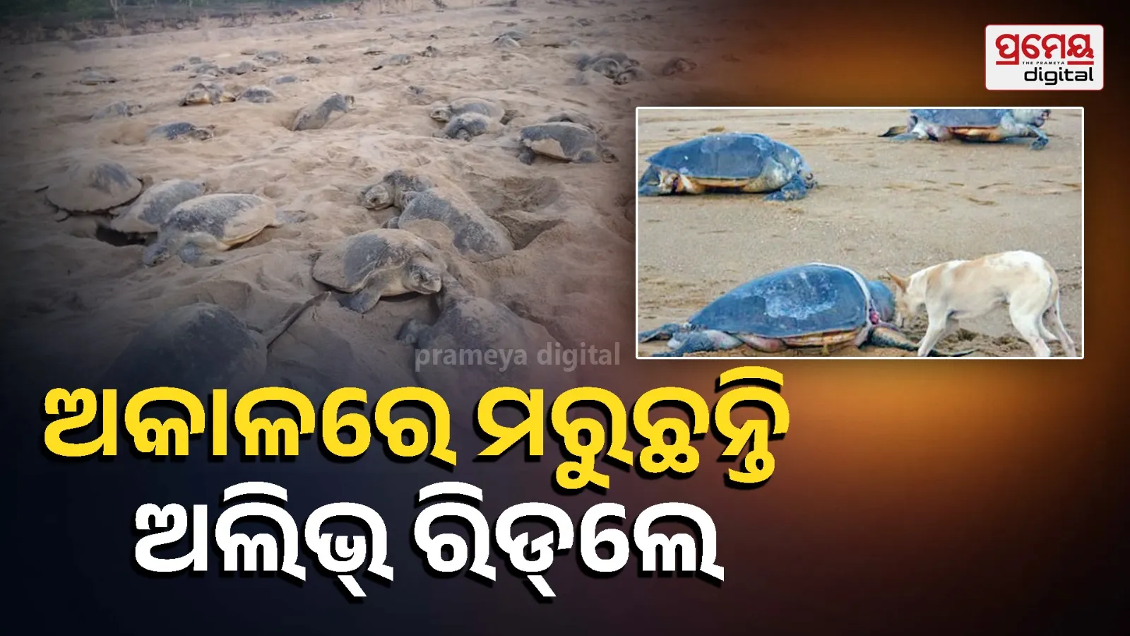 Olive Ridley