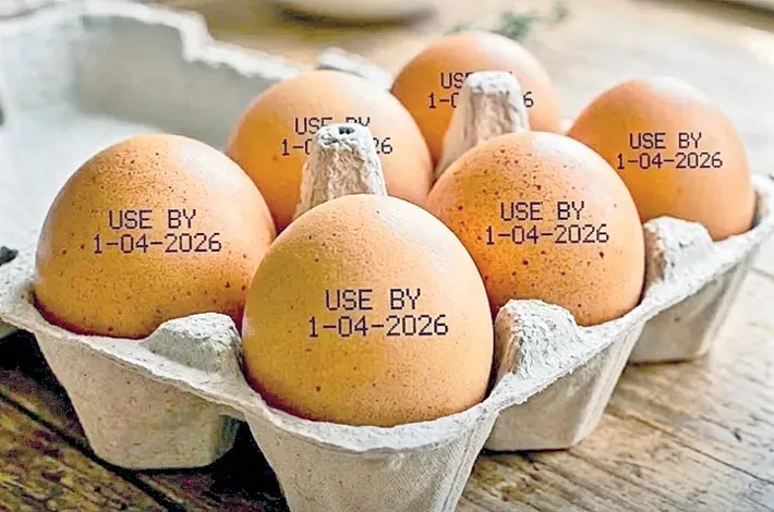 egg