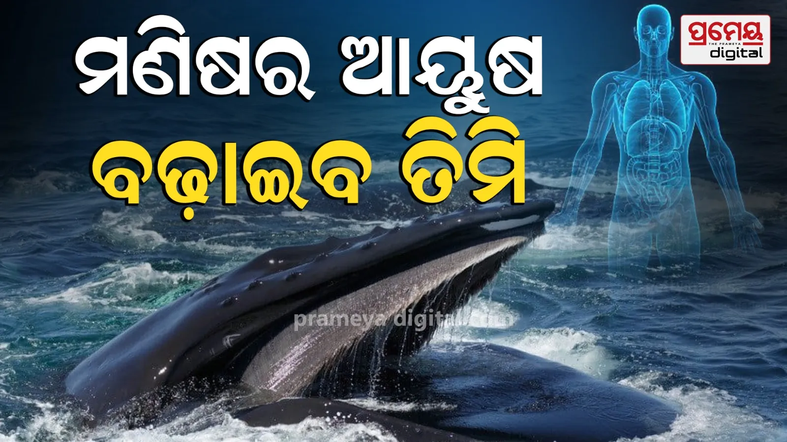 blue whale