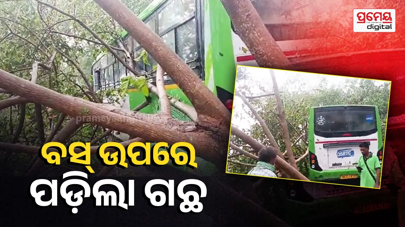 Tree falls on bus