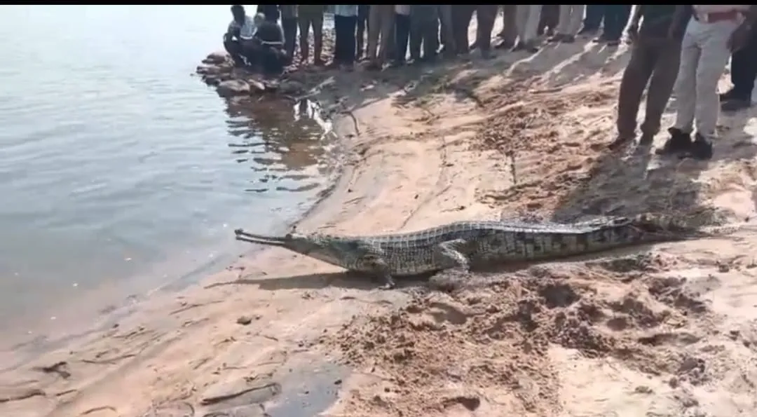 A total of 12 crocodiles have been released into the Mahanadi River 
