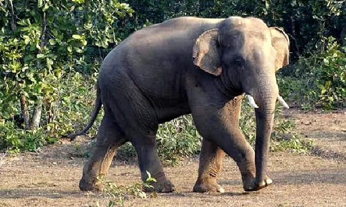 elephant 