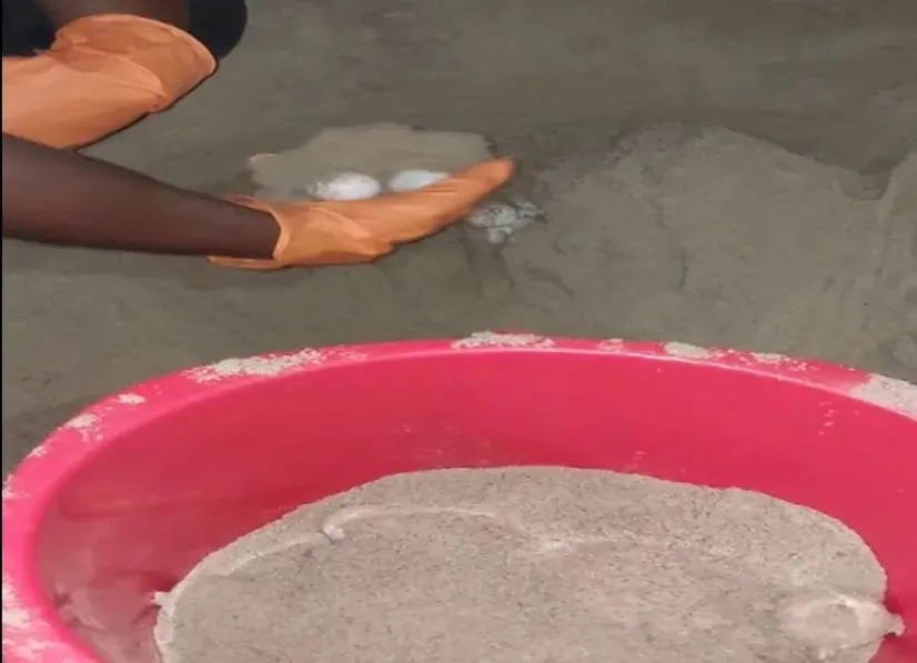 Olive Ridley
