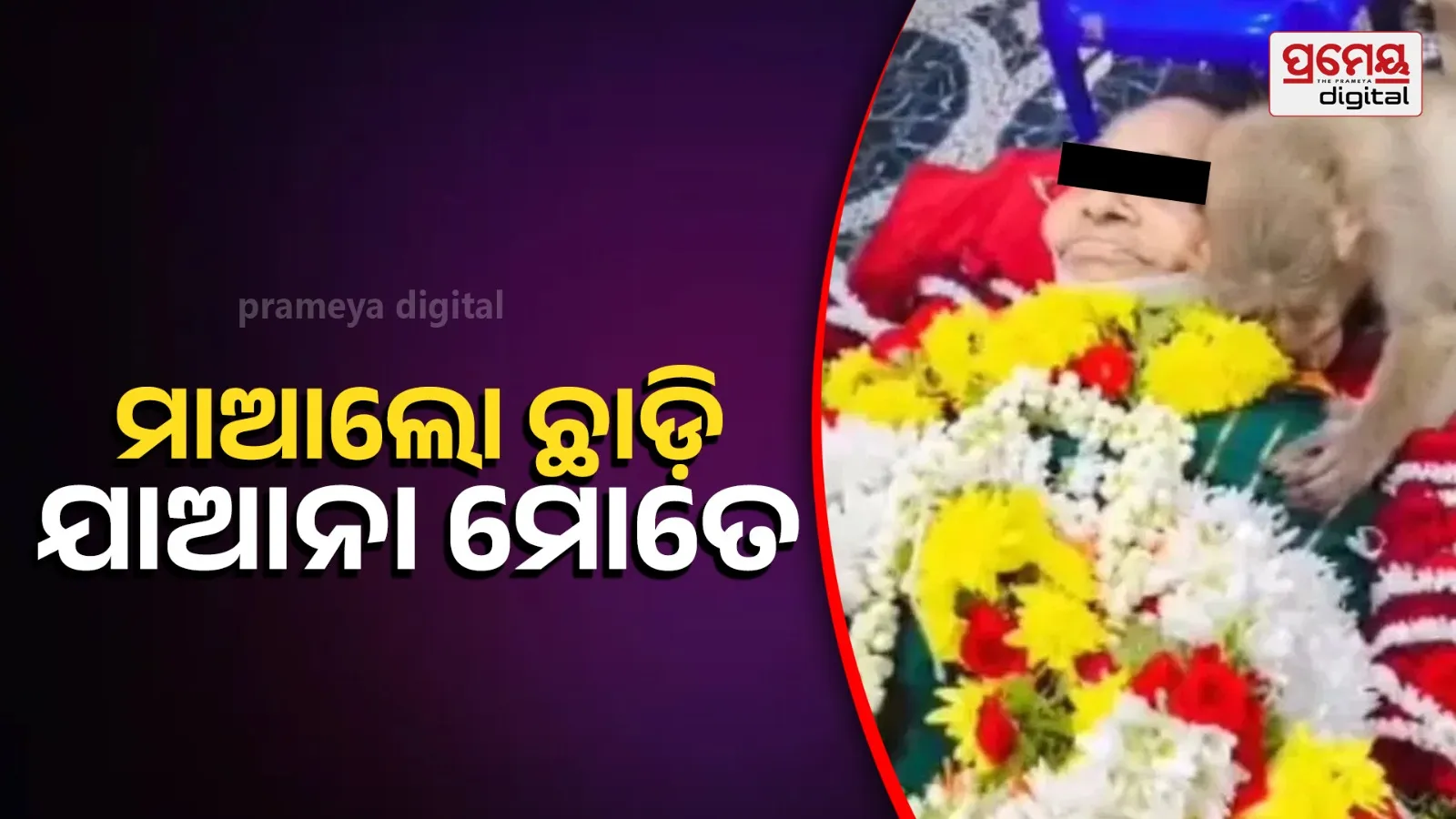 Heartwarming: Monkey Hugs 85-Year-Old Woman After Her Death in Bengaluru