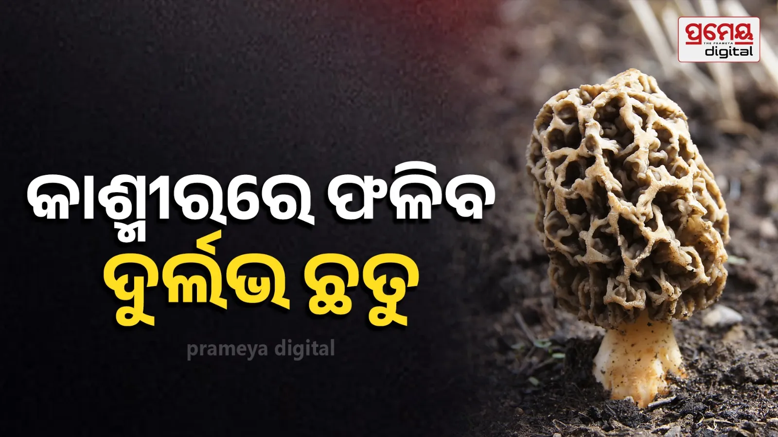 mushroom