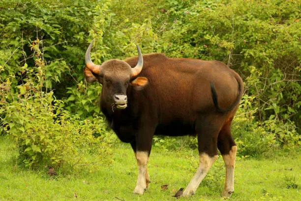 animal
