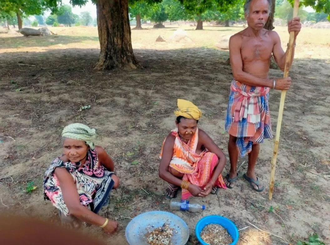 Tribals busy collecting moss in summer; selling it for Rs 359 to Rs 450 per kg