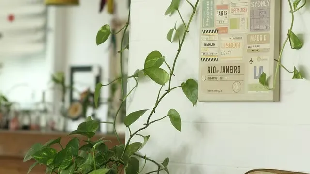 money plant