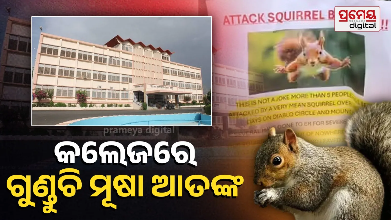 Udaipur squirrel attack