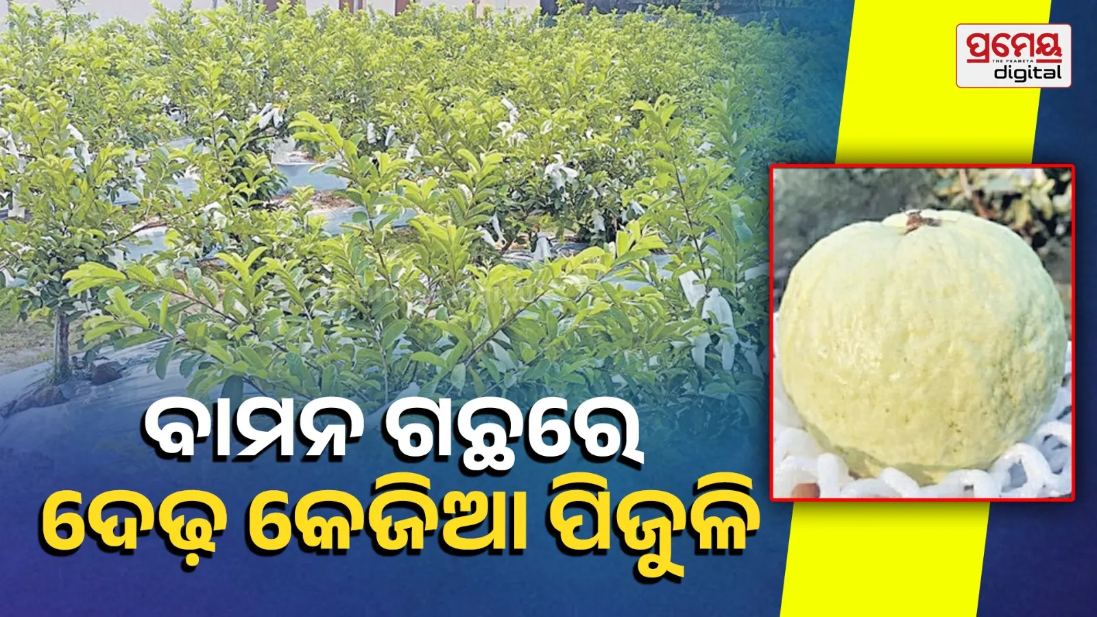 guava tree 