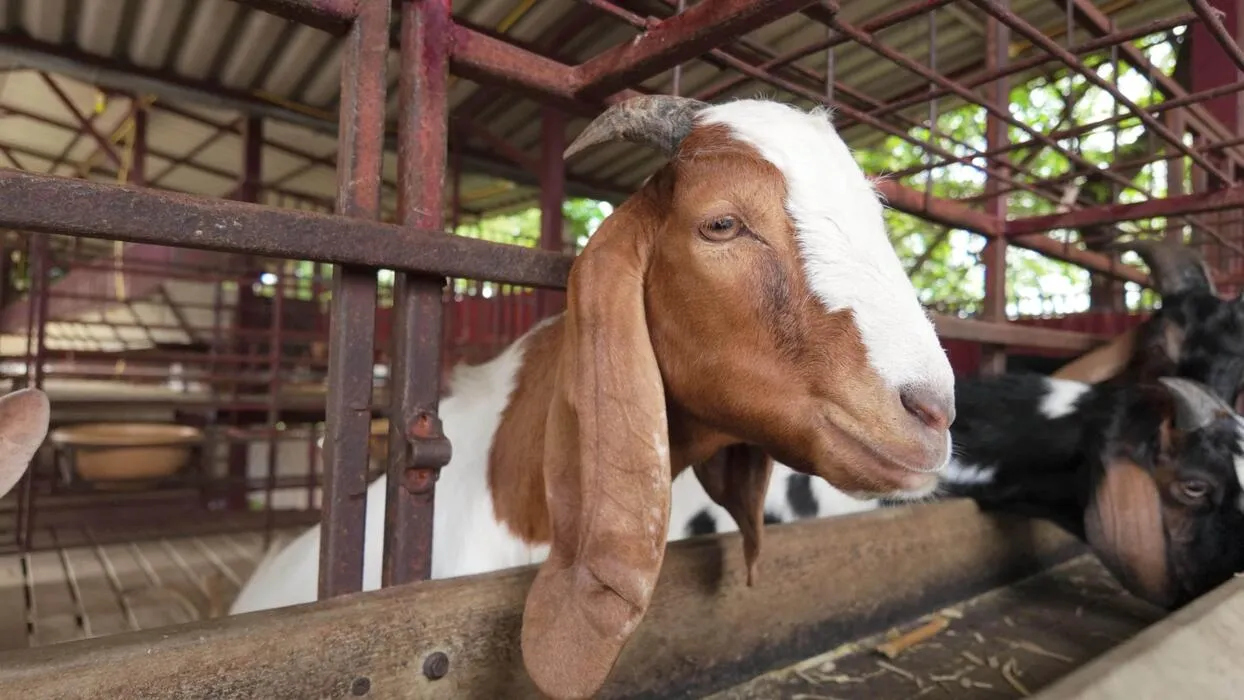 UP Goat Farming Scheme 2026: Get Rs 54,000 Subsidy, Know Eligibility and Application Process