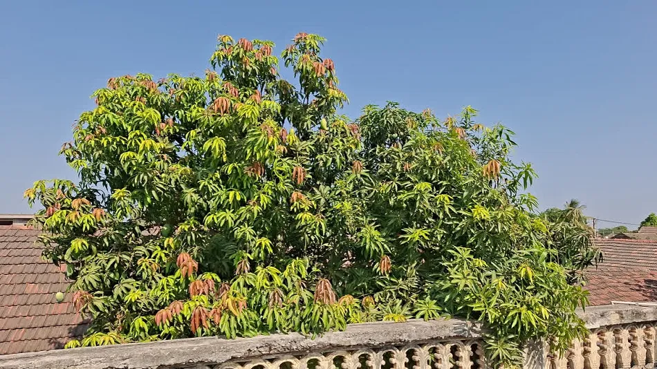 mango tree