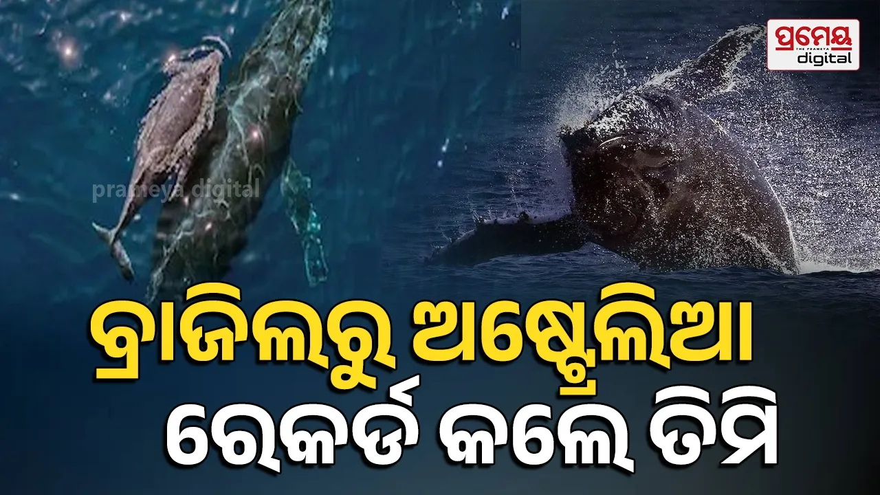 humpback whales